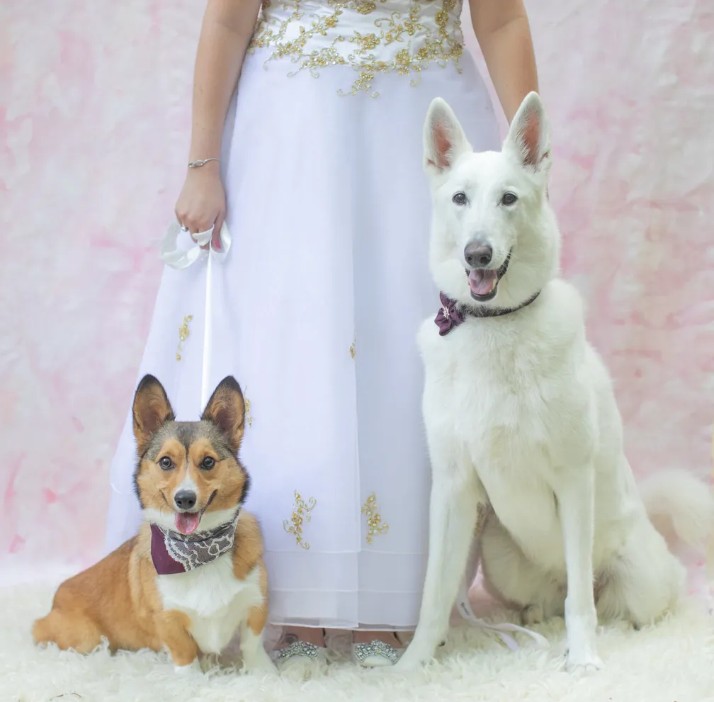 Weddings and Dogs: best ways to involve them, photo 10 of 24