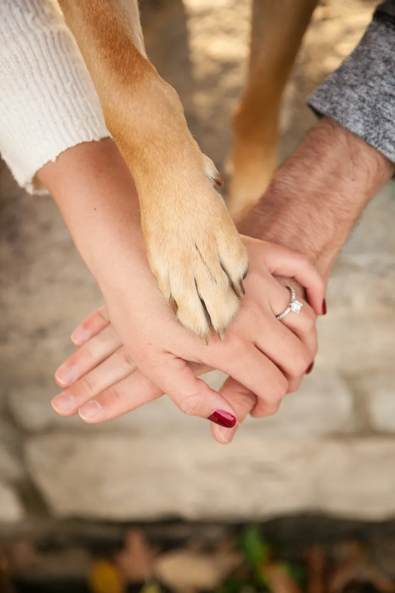 Weddings and Dogs: best ways to involve them, photo 19 of 24
