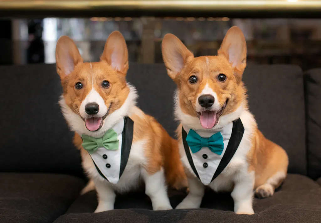 Weddings and Dogs: best ways to involve them, photo 9 of 24