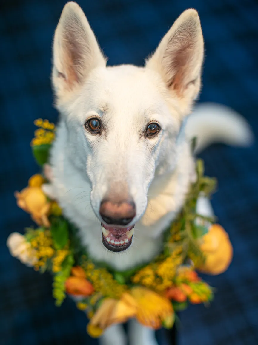 Weddings and Dogs: best ways to involve them, photo 12 of 24