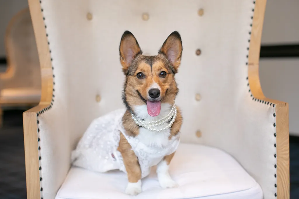 Weddings and Dogs: best ways to involve them, photo 2 of 24