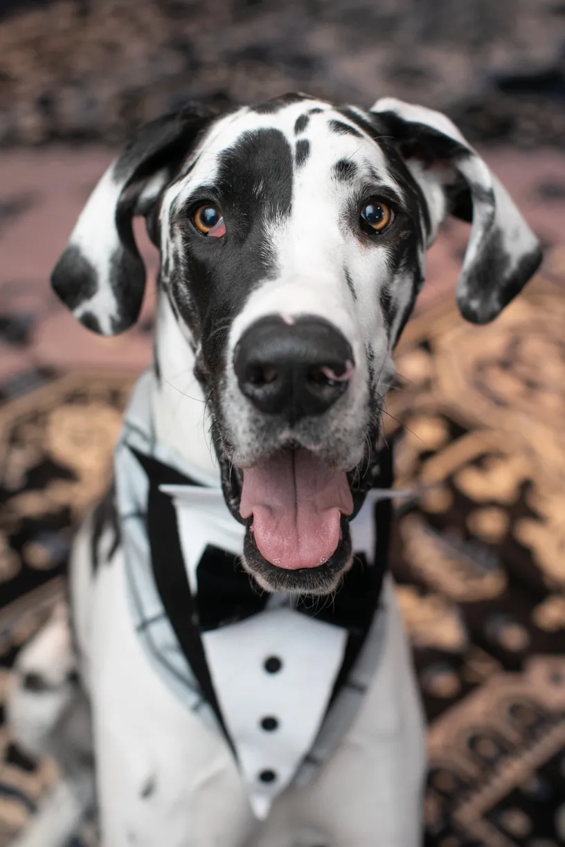 Weddings and Dogs: best ways to involve them, photo 5 of 24