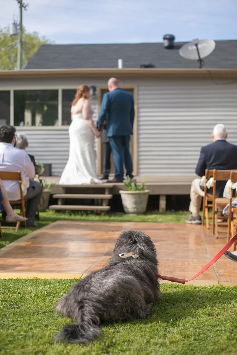 Weddings and Dogs: best ways to involve them, photo 6 of 24