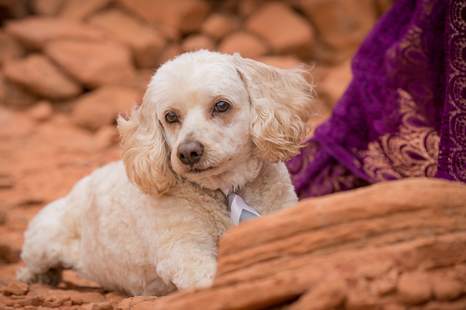 Dog photography session at valley of fire