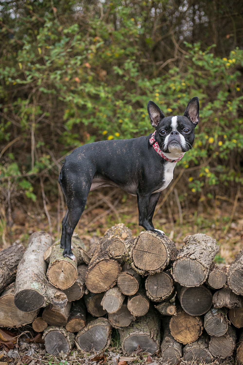 Nellie the boston terrier, french bulldog mix, standing outside on logs