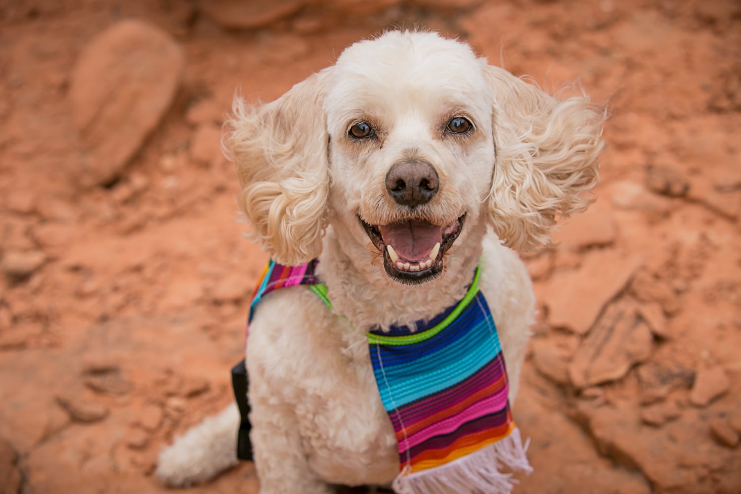 Dog photography session at valley of fire
