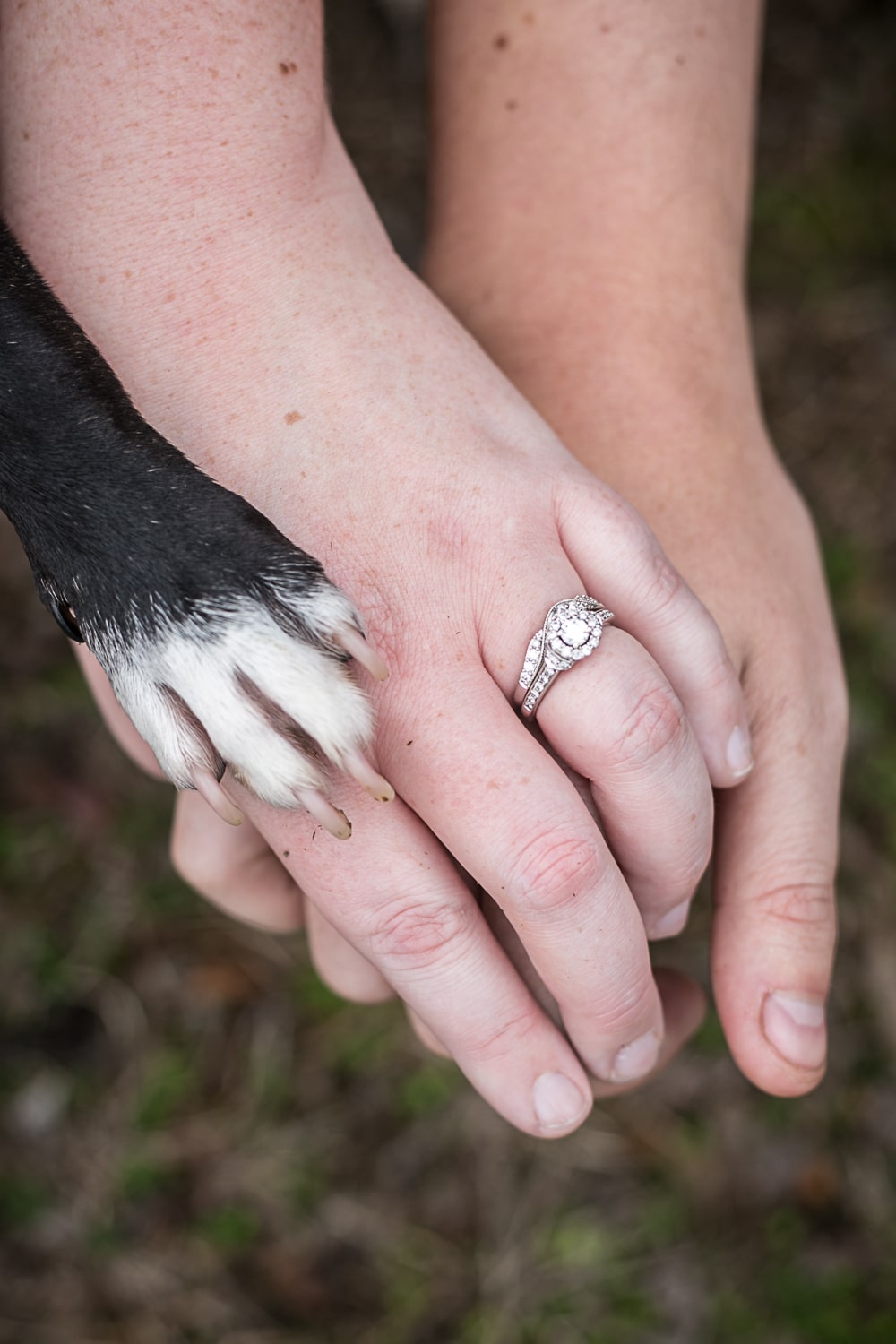 paws and hands. Murfreesboro pet photography