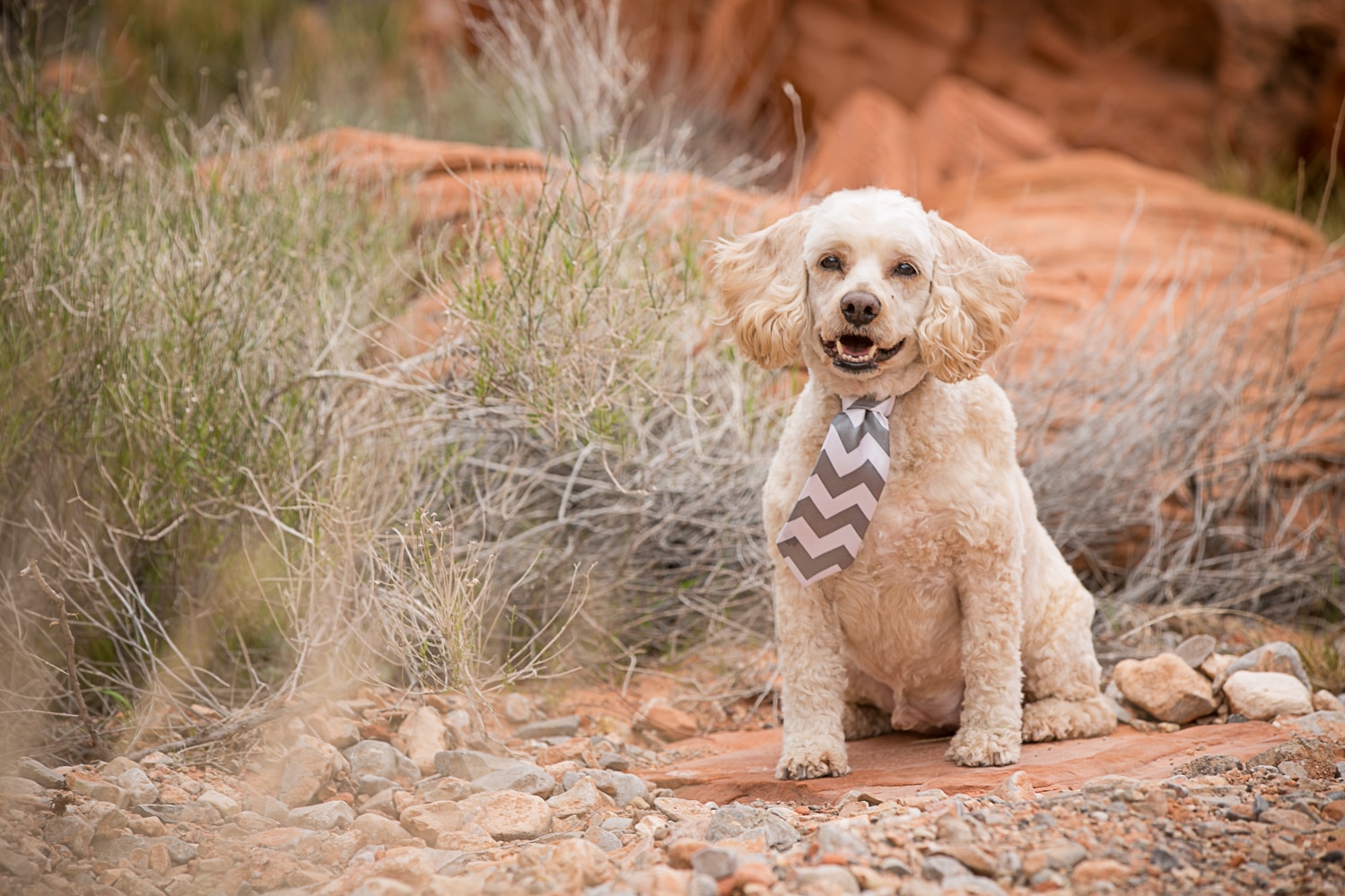 Dog Photography at Valley of Fire