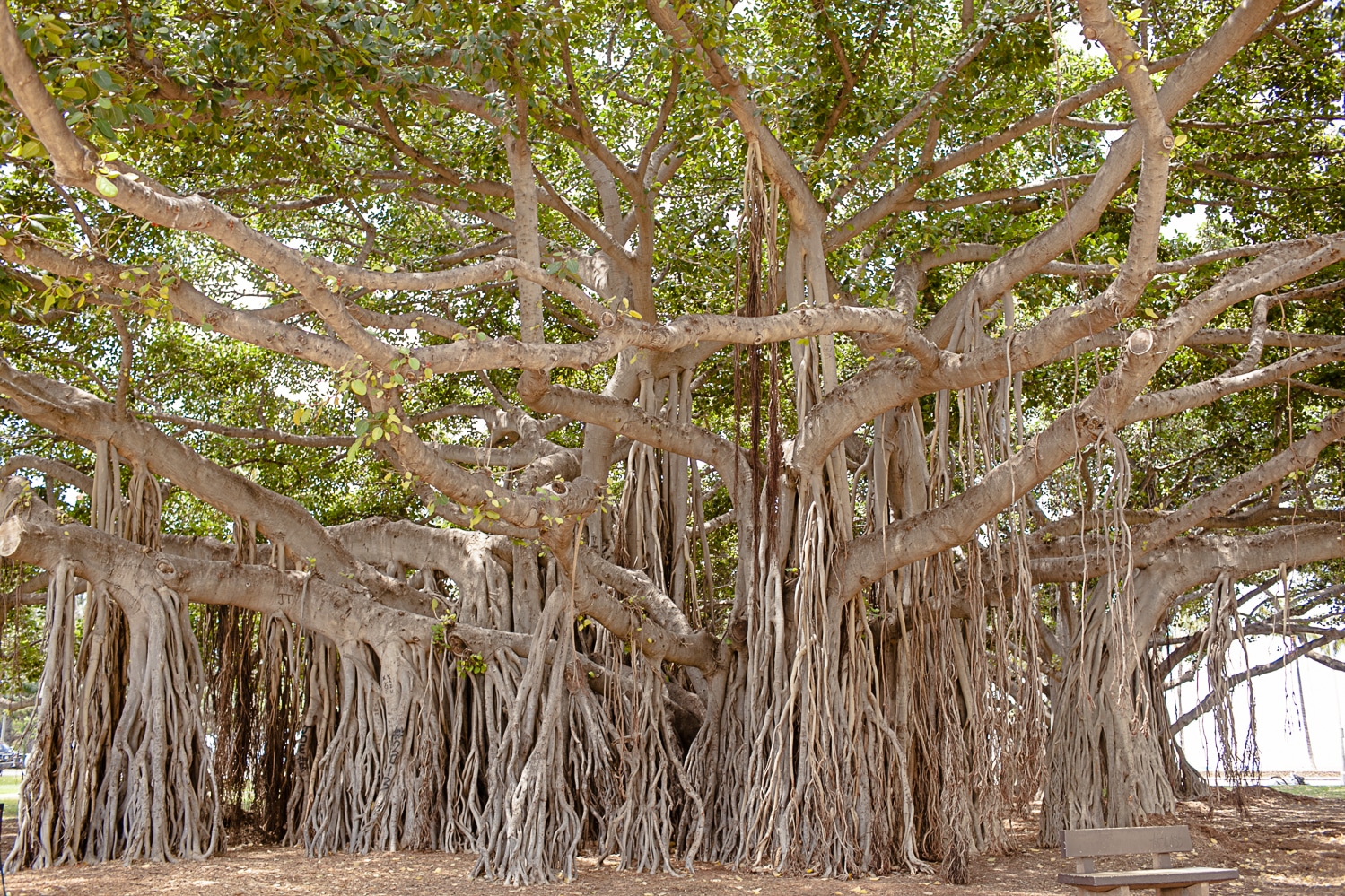 Honeymoon in Hawaii. Banyan tree