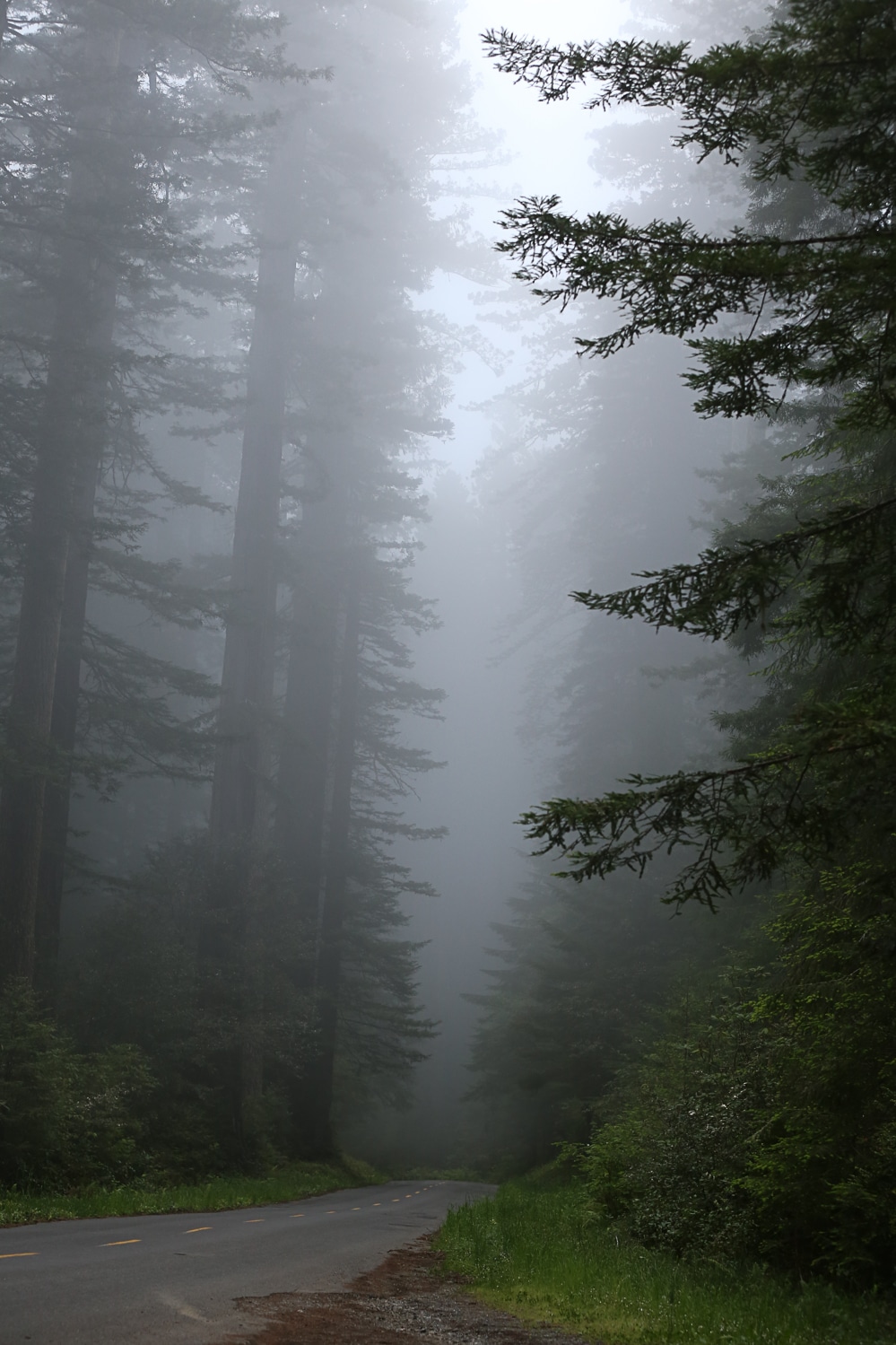 Fog in the redwoods