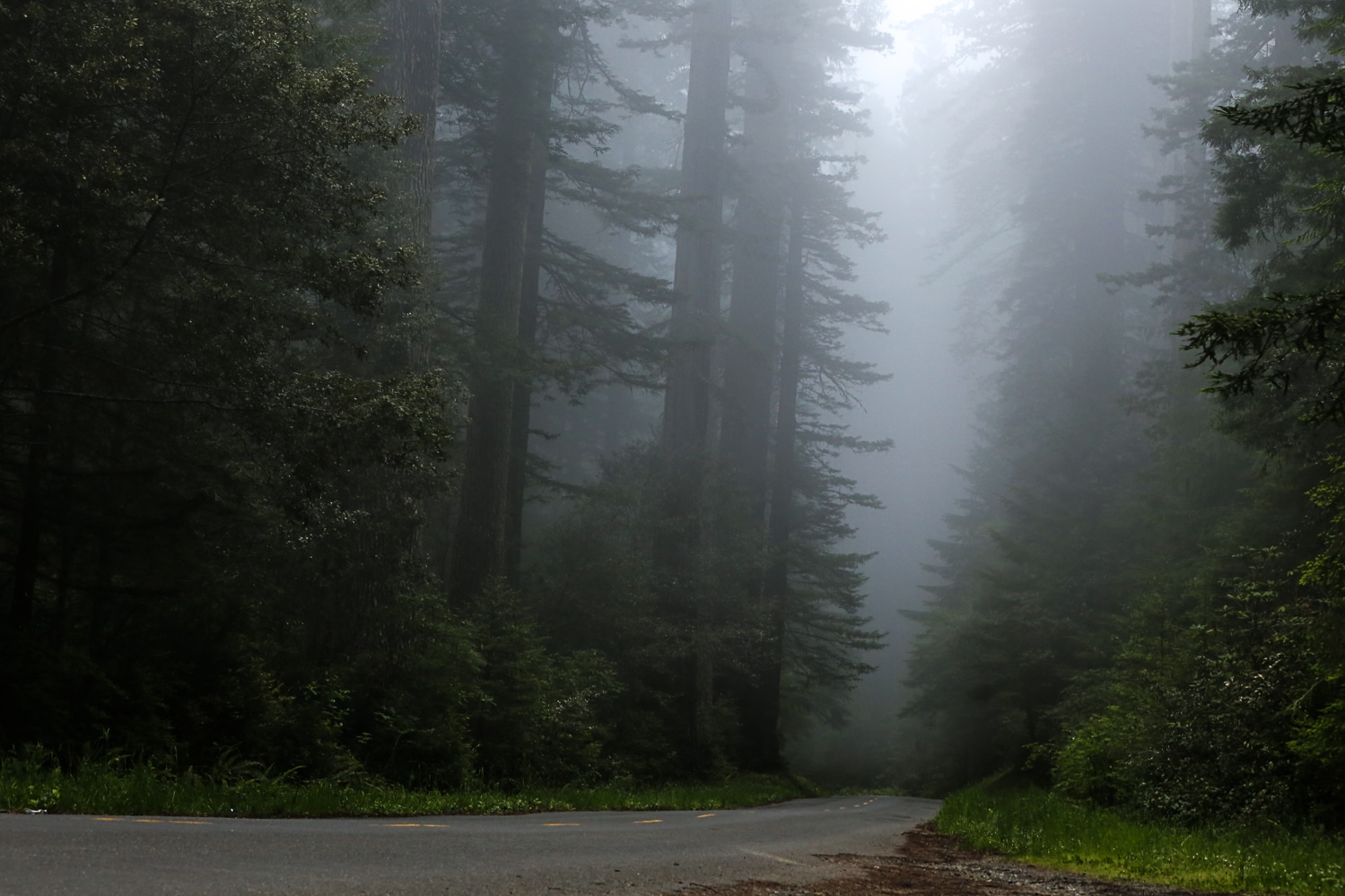 Fog at redwoods national park