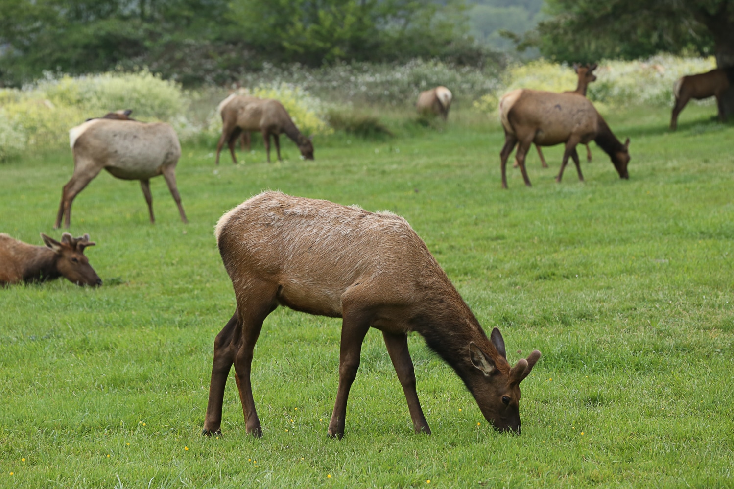Elk grouping