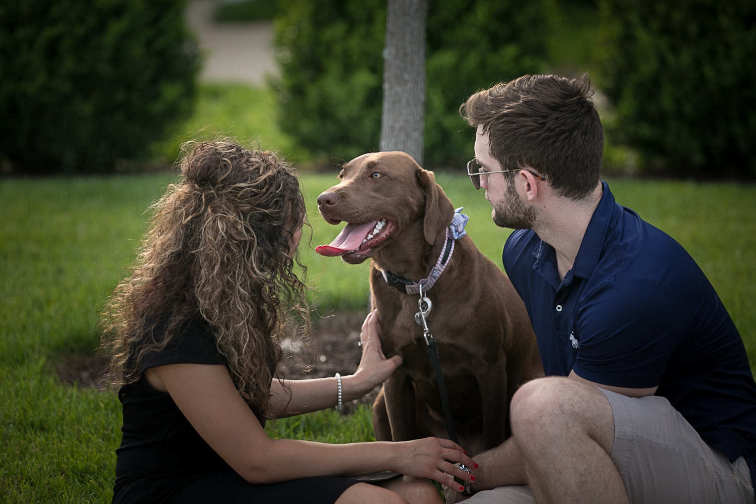 Chocolate lab with her parents