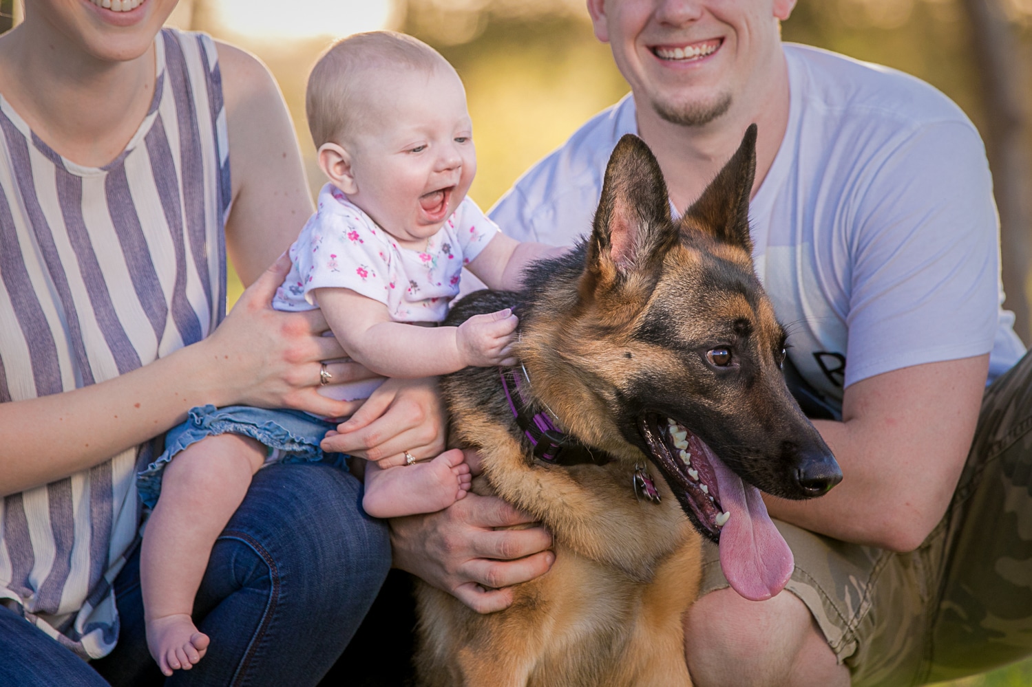 German Shepherd Photos Barfield Crescent Park K Schulz Photography