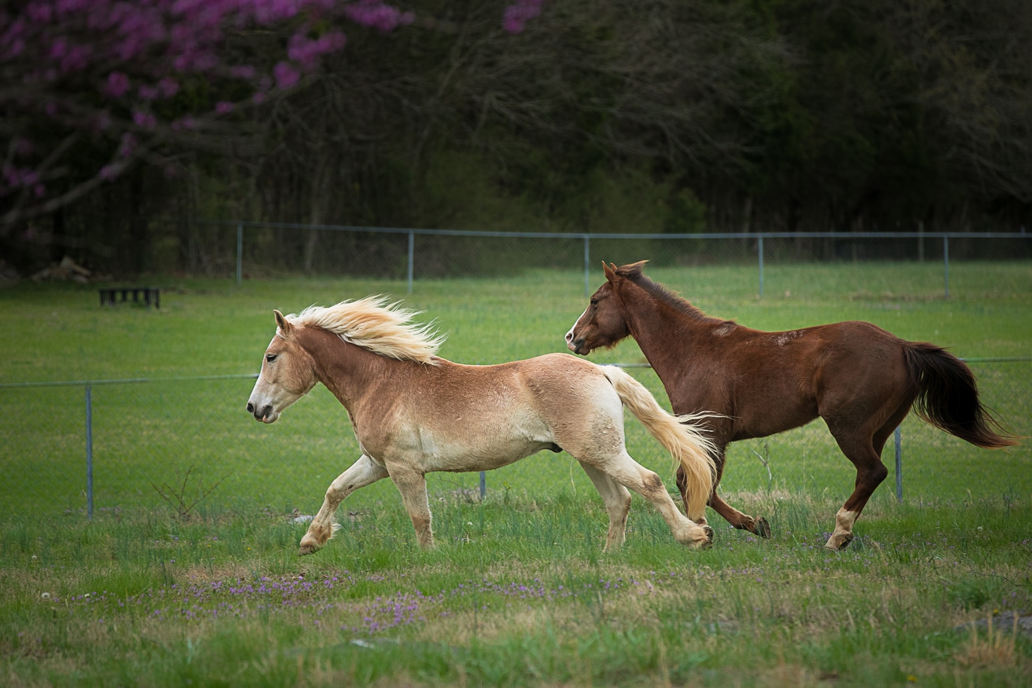 Horses running farm photography by K Schulz Pet Portraits