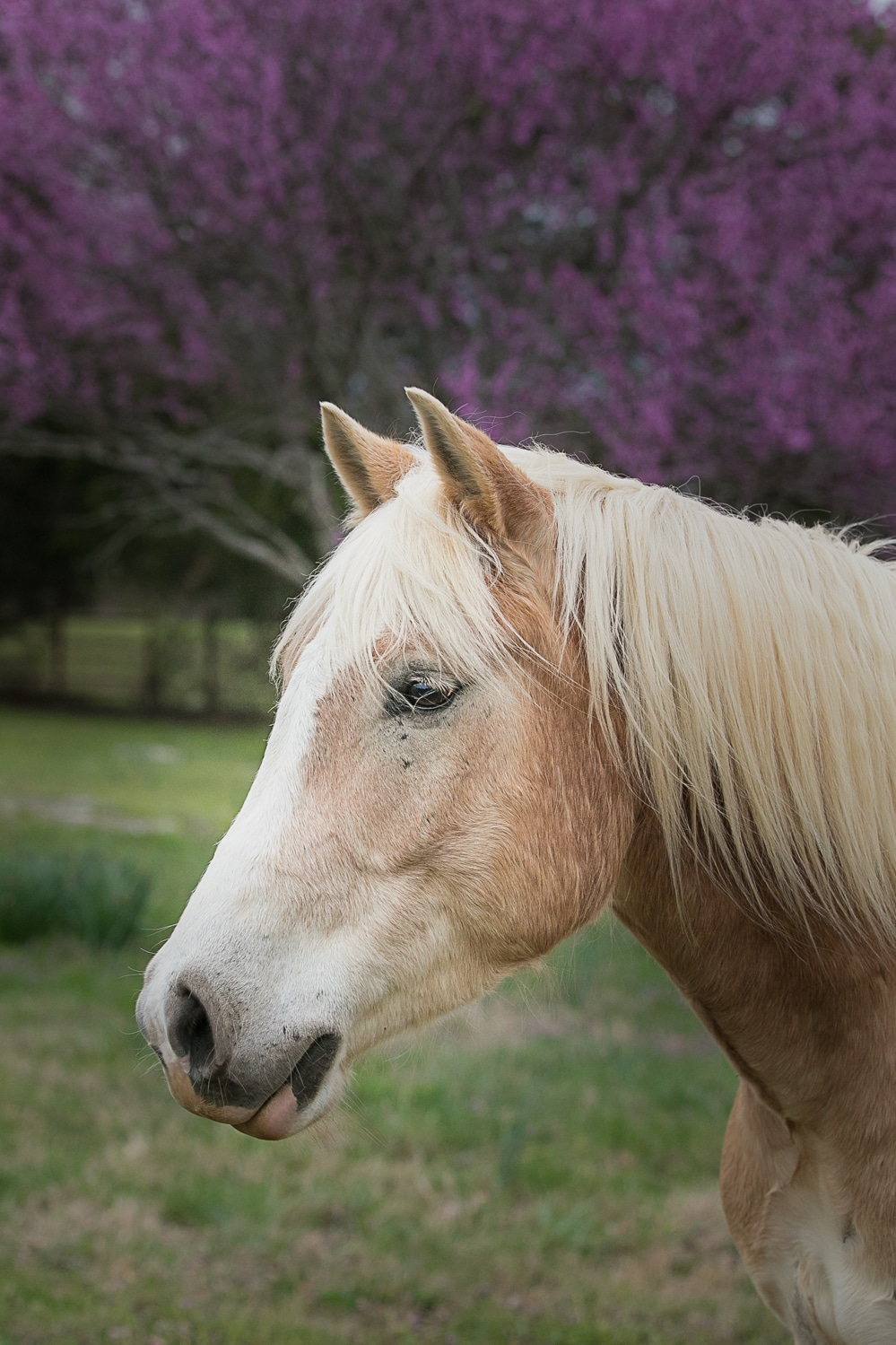 Cream Haflinger Horse. farm photography by K Schulz Pet Portraits