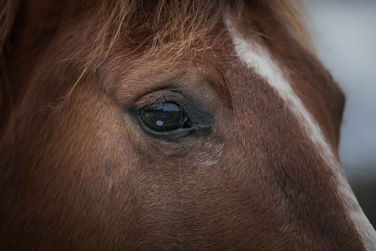 Horse face, farm photography