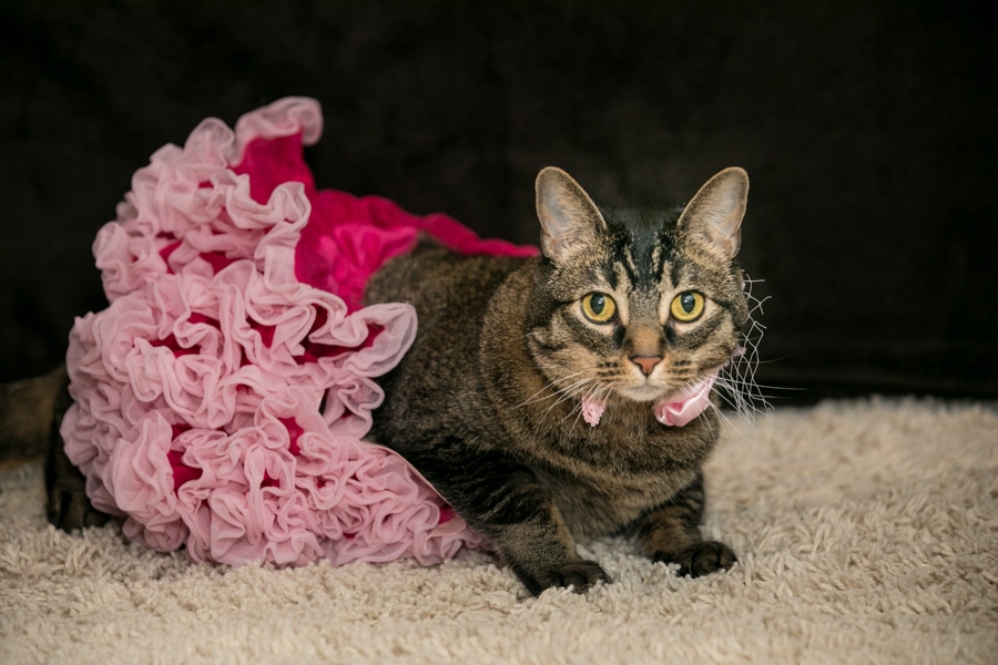 Cat Photography at your home, Cat in a pink tutu