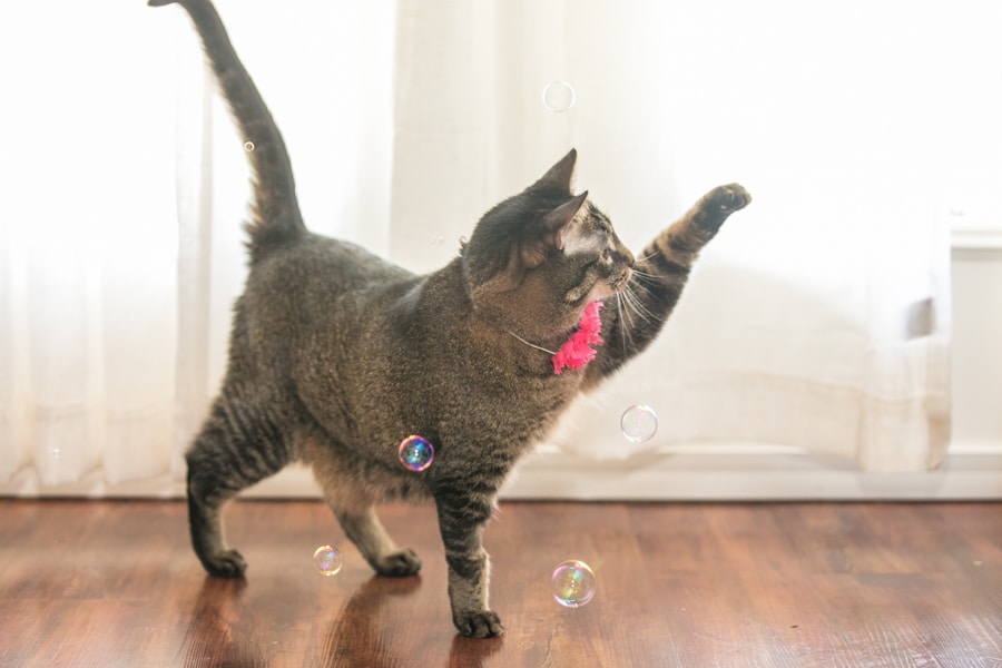 Cat Photography at your home, cat playing with bubbles