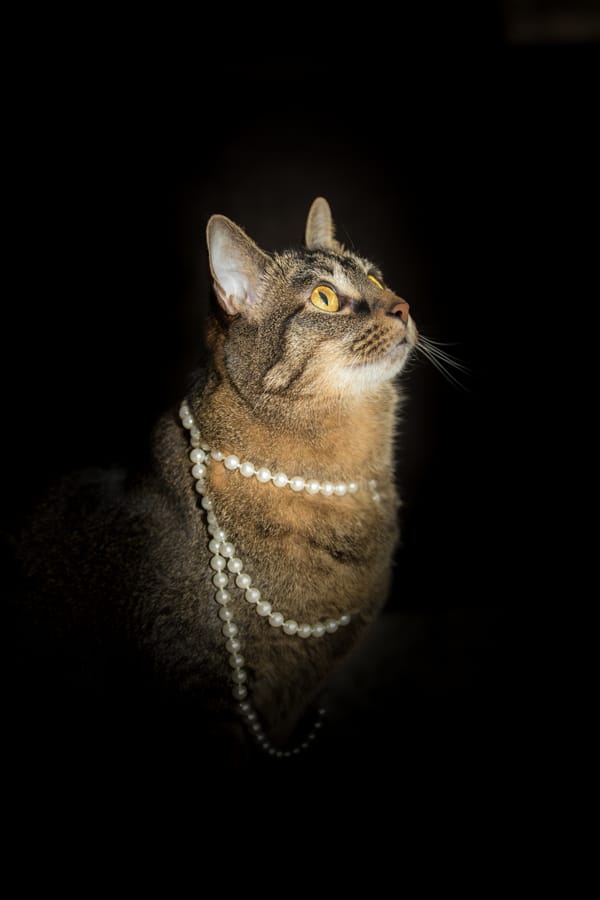glamour cat, cat in pearls