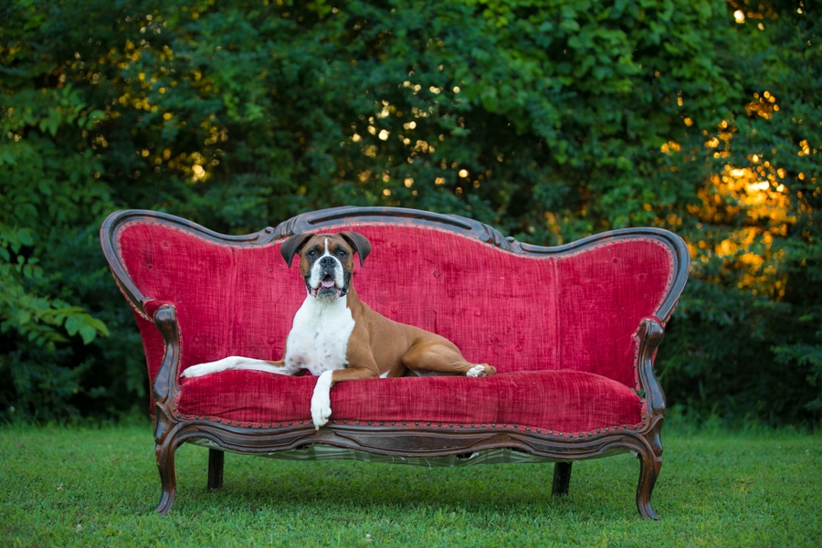 Dempsey the Boxer: Murfreesboro Dog Photographer