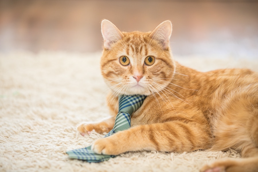 cat in a tie