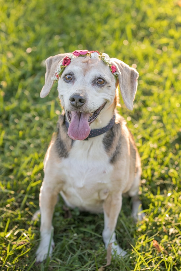 Senior dog photos, beagle with a flower crown