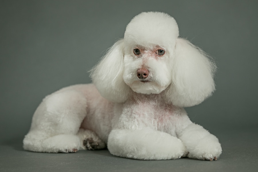 Dog Grooming Portraits: K Schulz Pet Portraits