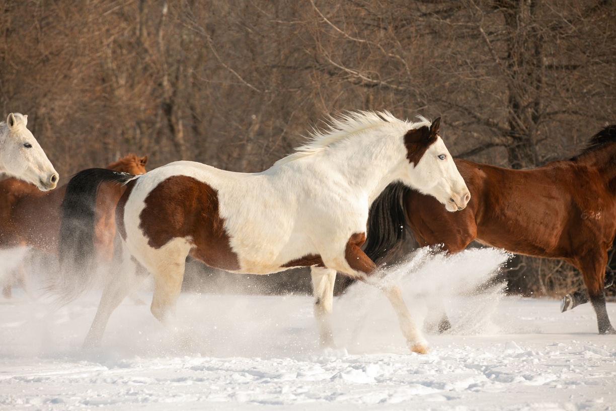 Horse photos in the snow: Horse Photography Workshop