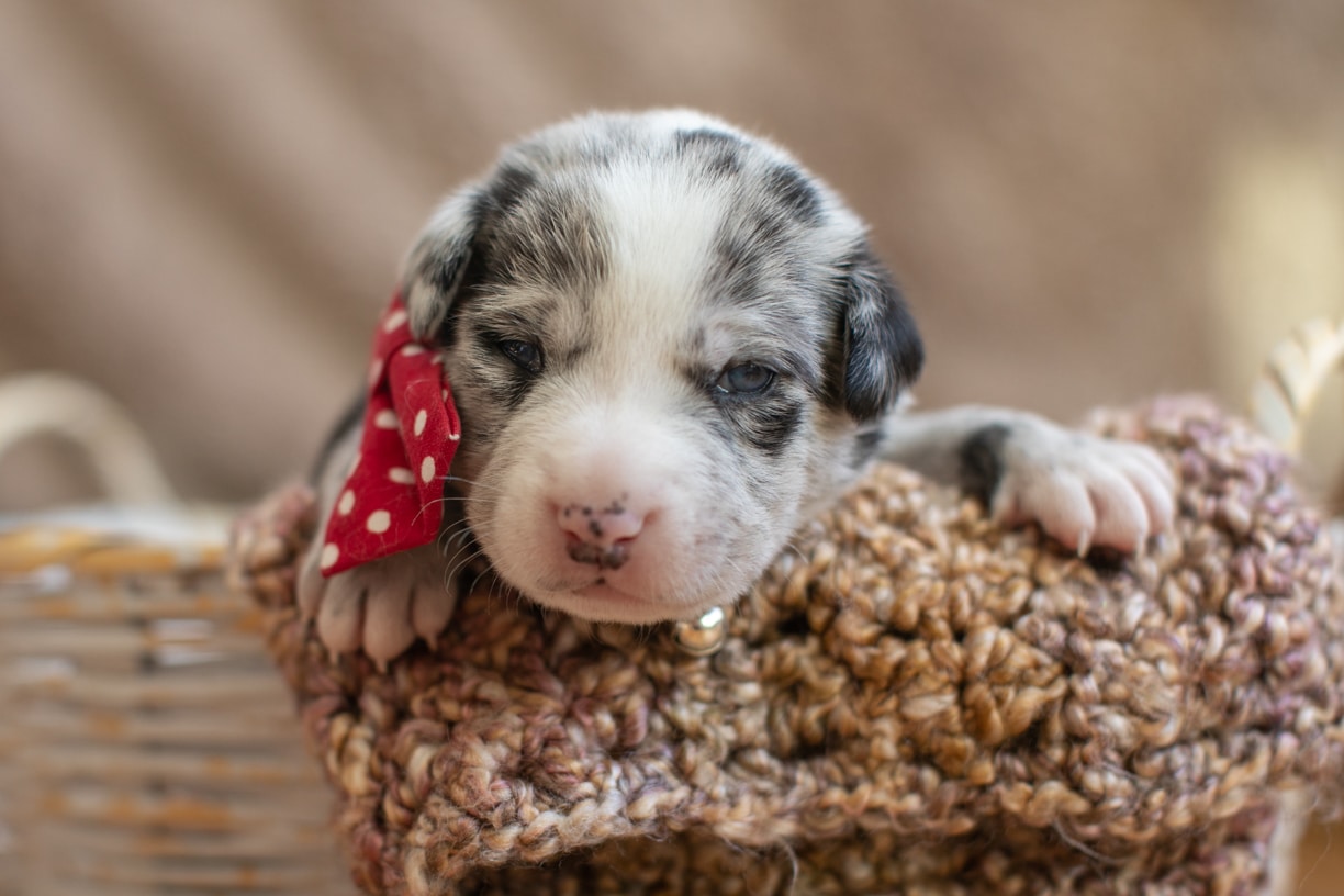 Newborn Puppy photos-22 - K Schulz Photography