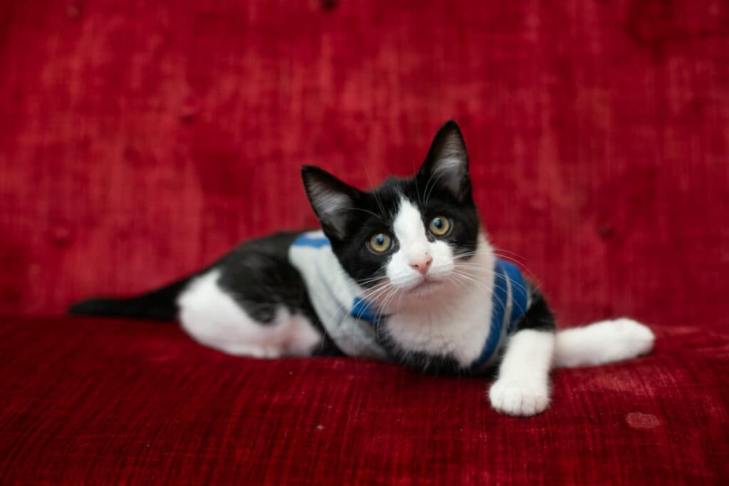 kitten on red couch