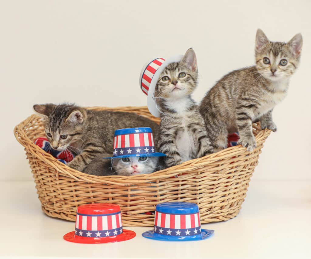 kittens with 4th of july props