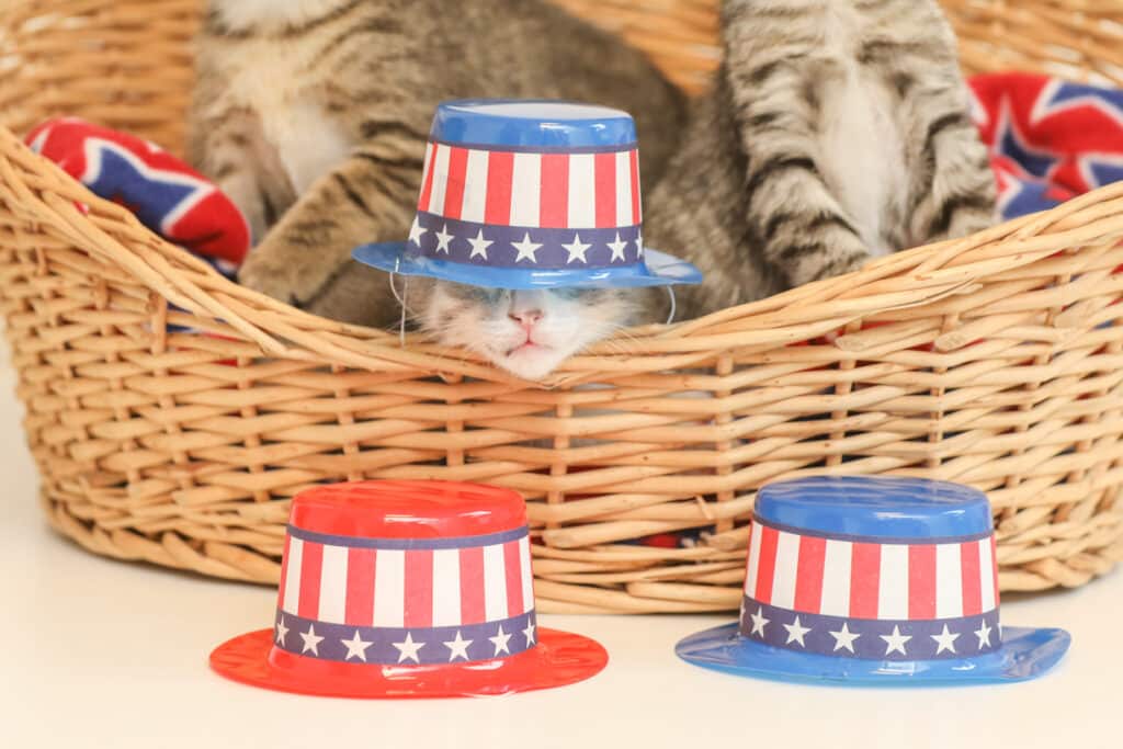 kitten in 4th of july hat