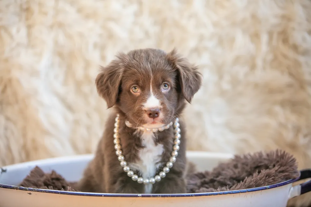 Rescue dog litter birthday party, photo 19 of 26