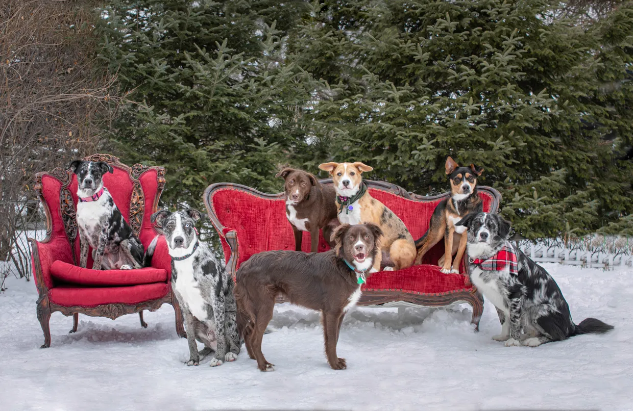 Cover photo for Rescue dog litter birthday party