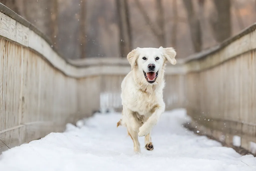 Minnesota Winter with Your Dog: Activities to keep you active and sane, photo 2 of 14