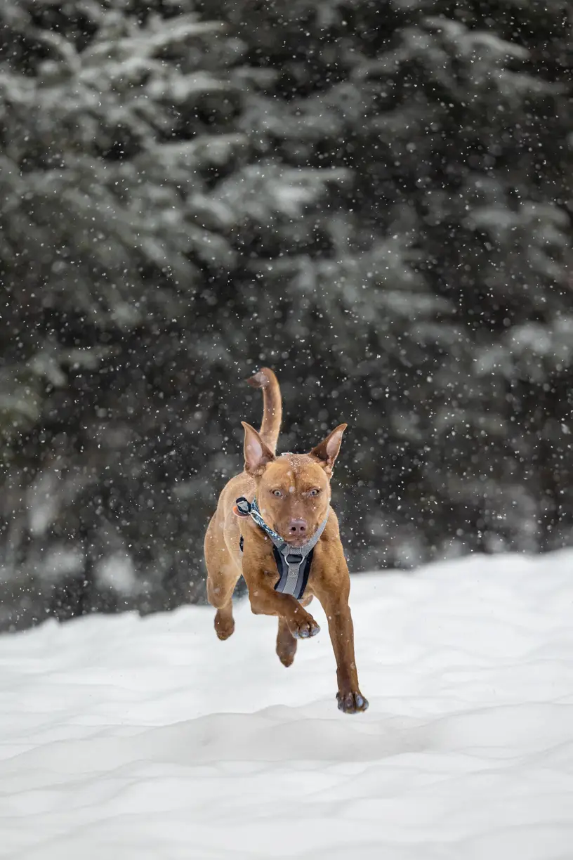 Pets photo 69 of 76 by K Schulz Photography