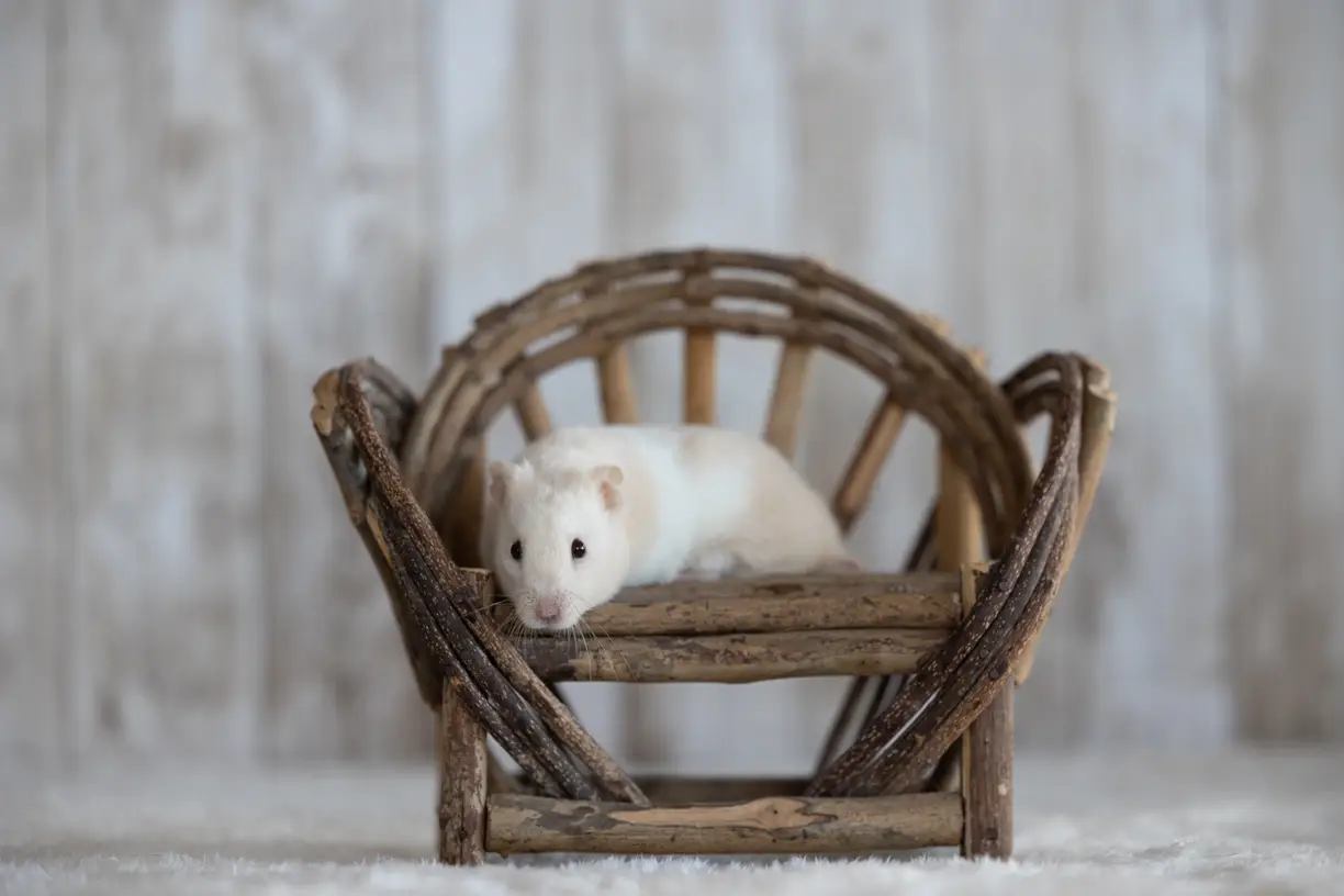 Pets photo 65 of 76 by K Schulz Photography