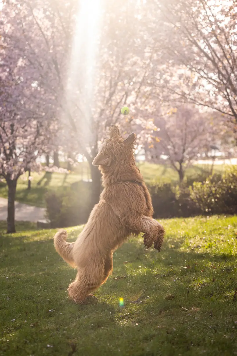 Pets photo 63 of 76 by K Schulz Photography