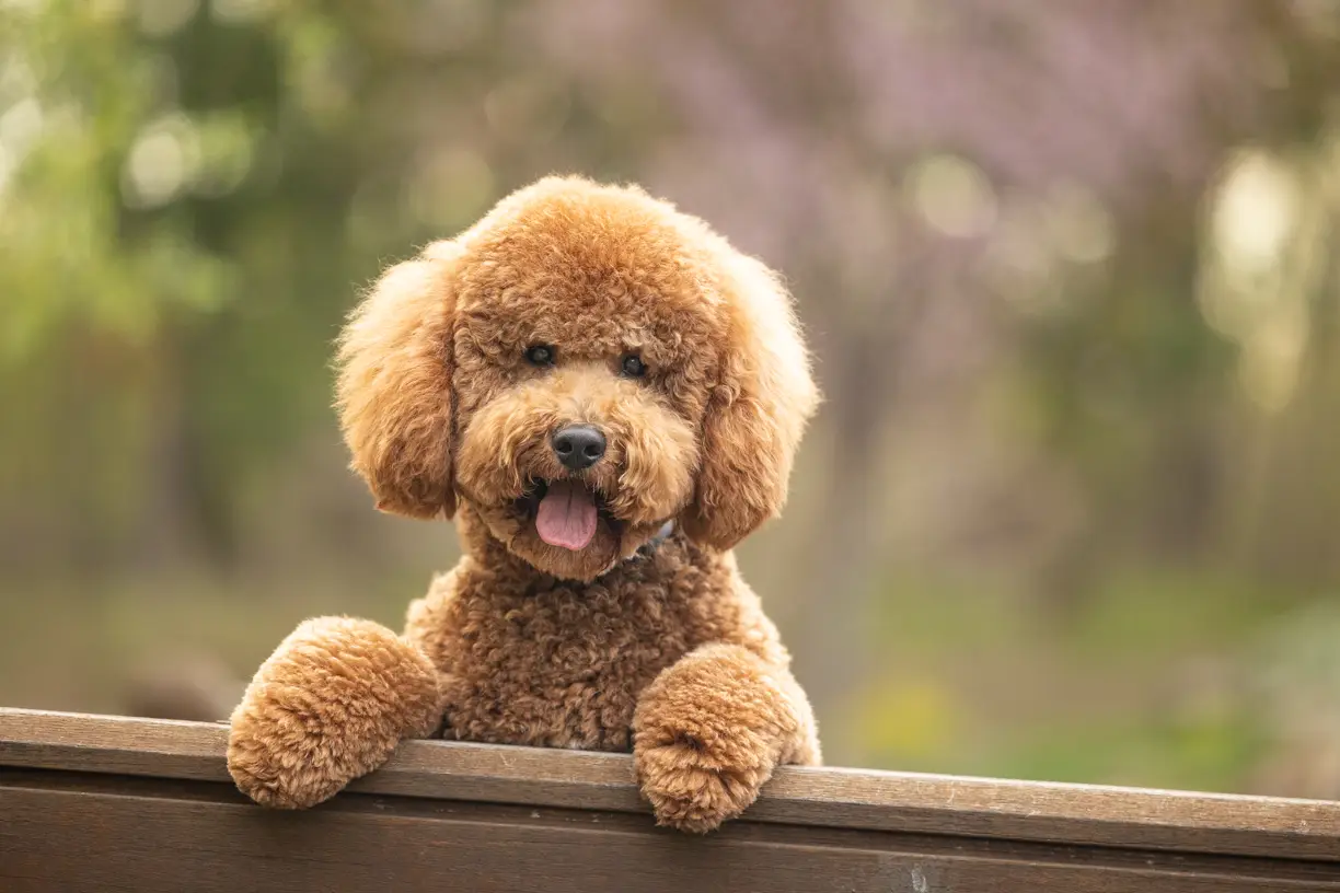 Pets photo 14 of 76 by K Schulz Photography