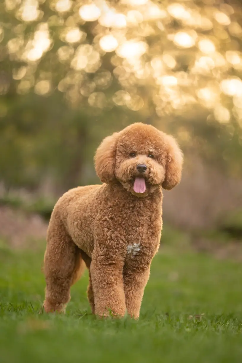 Pets photo 68 of 76 by K Schulz Photography