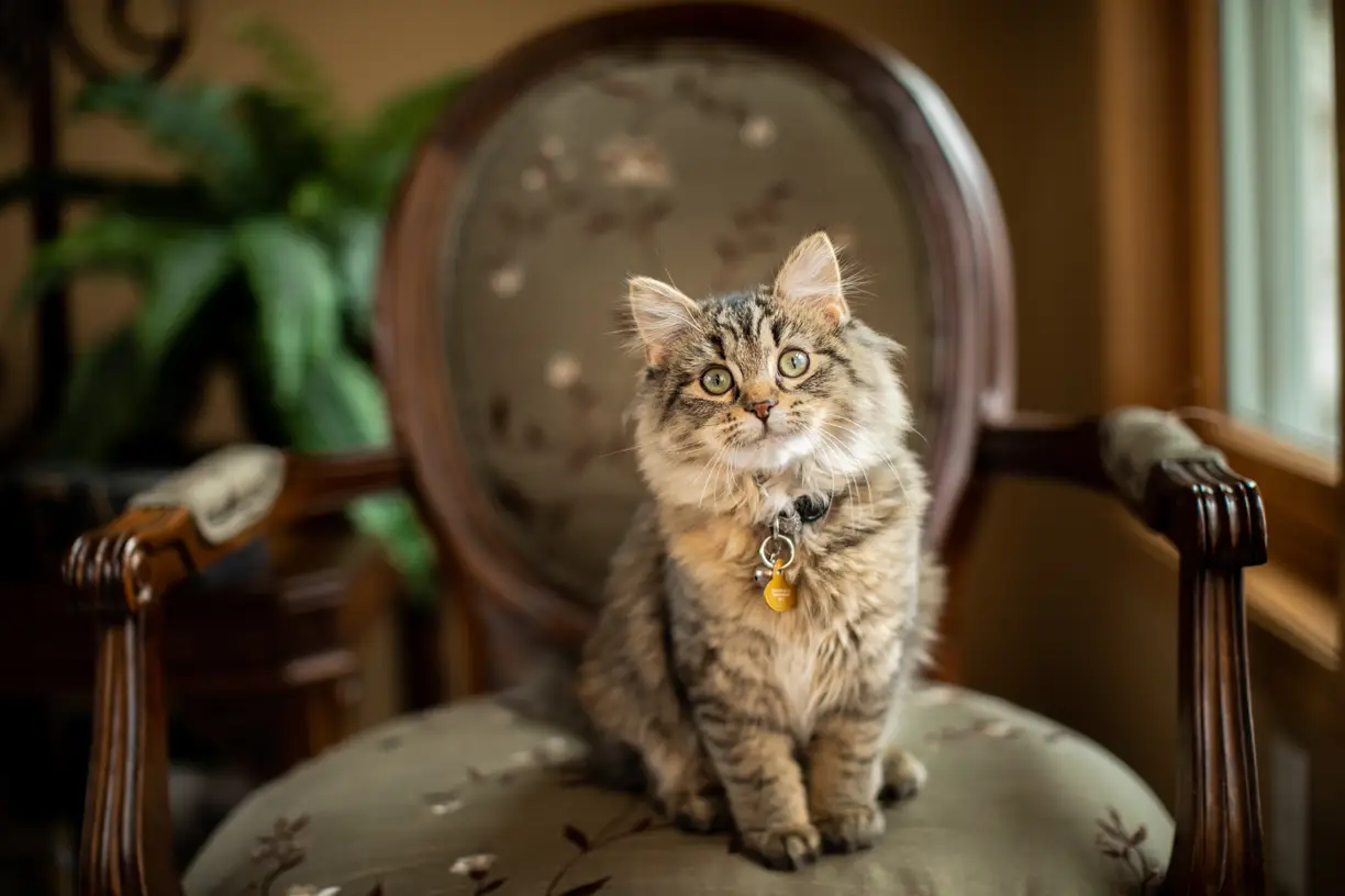 Pets photo 12 of 76 by K Schulz Photography