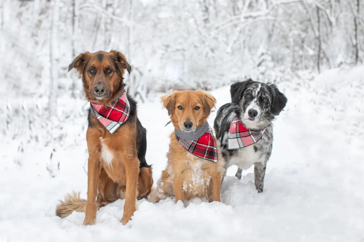 Pets photo 47 of 76 by K Schulz Photography