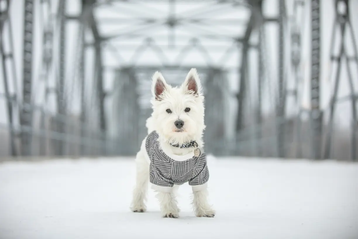 Pets photo 21 of 76 by K Schulz Photography