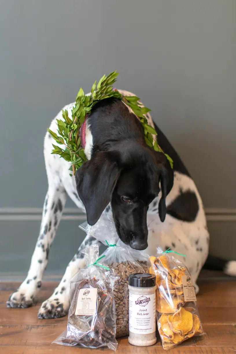 Dog in a leafy crown sniffing bags of treats on a wooden floor