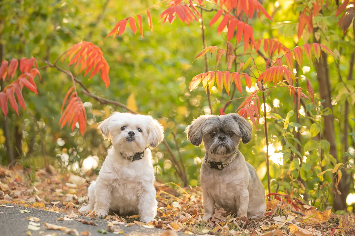 Photo from Shana, Pippy and Sookie’s session