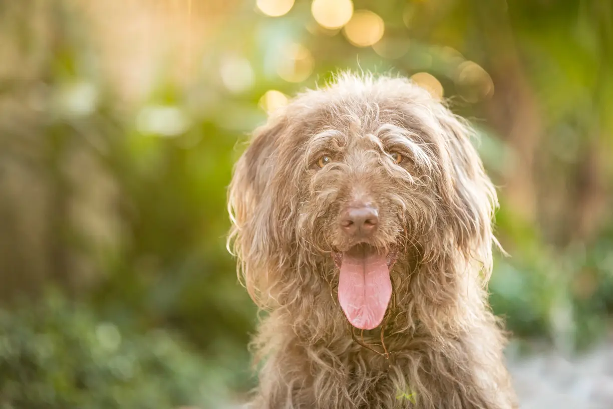 Pets photo 11 of 76 by K Schulz Photography