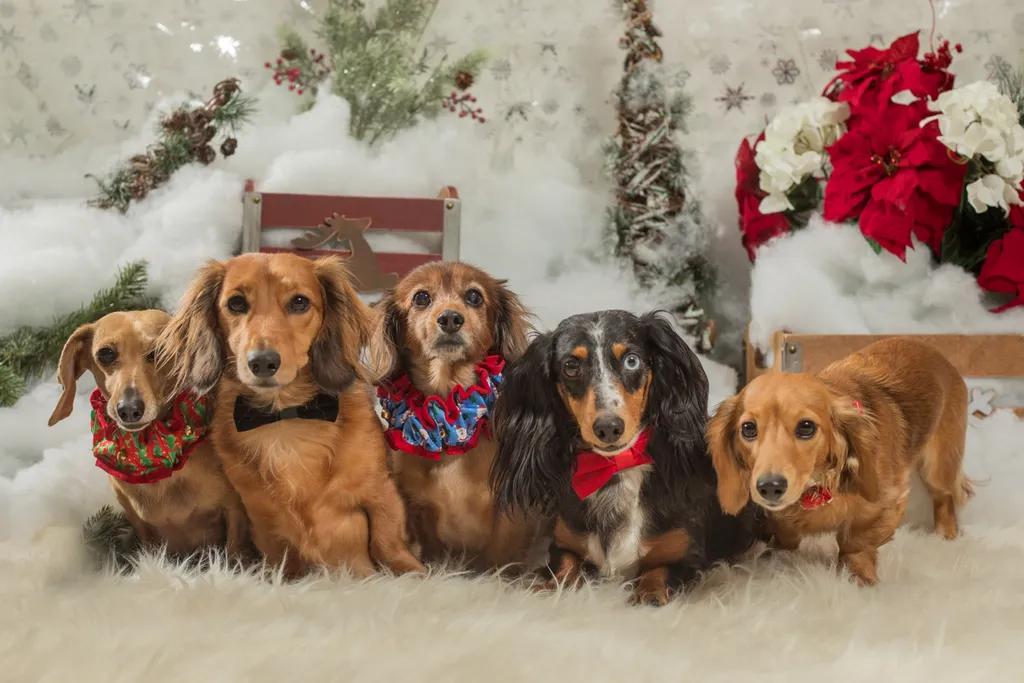 Holiday Dangers to Avoid, photo 3 of 3