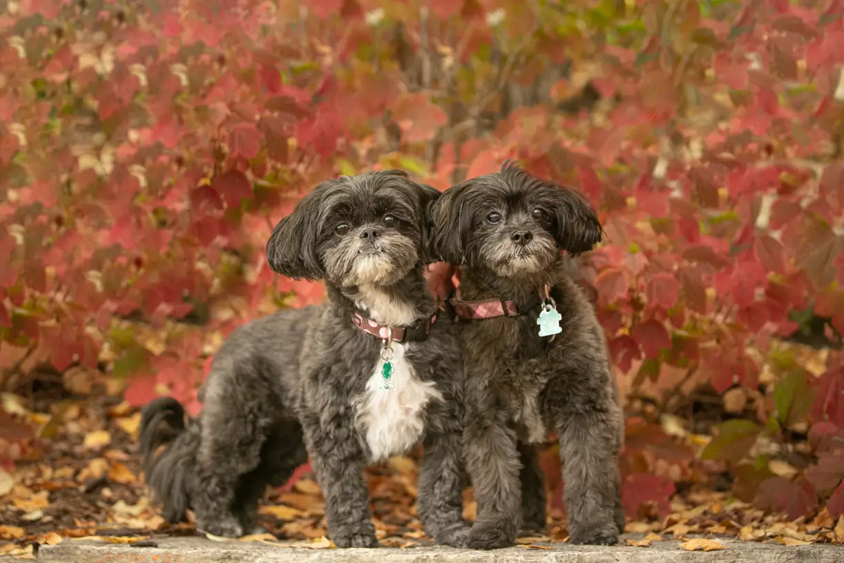 Pets photo 30 of 76 by K Schulz Photography
