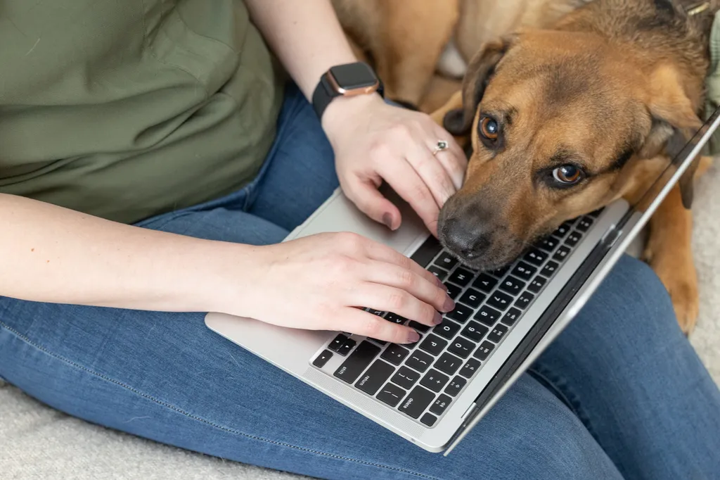 dog laying on laptop